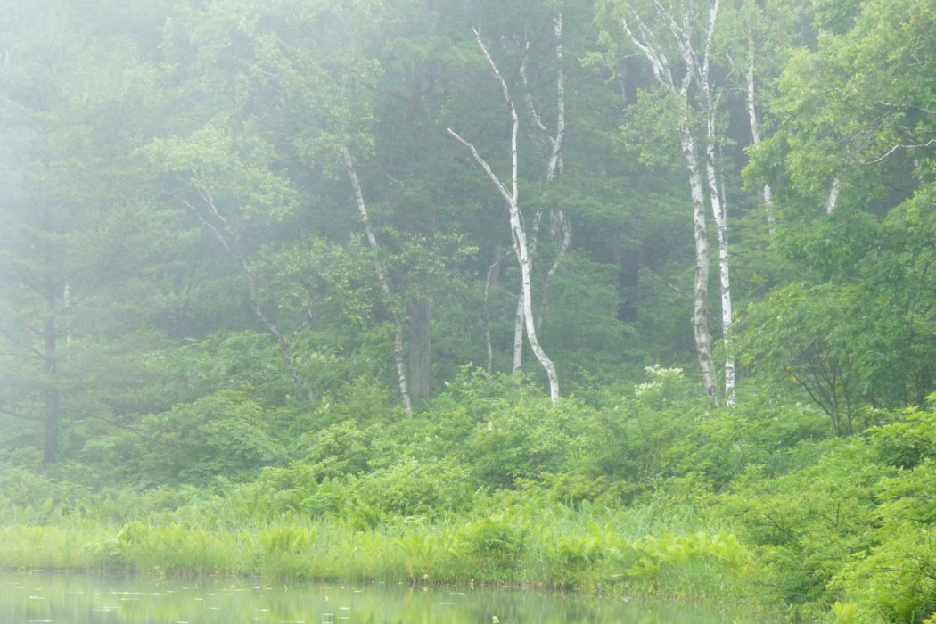 梅雨は明けたものの、高原は霧に包まれていました。一沼ではスイレンが満開。わたすげ平のワタスゲはまだの様子。木戸池は夏の緑を写していました。